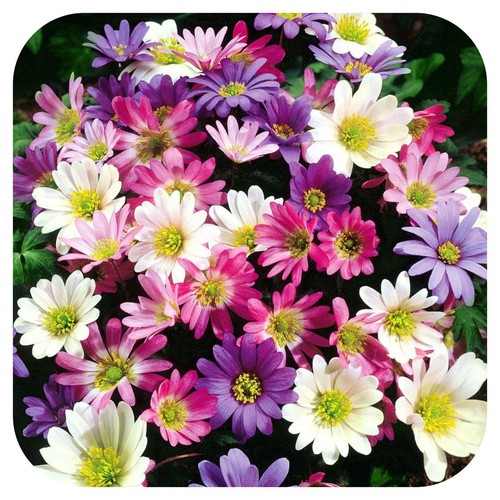Anemone bulbs corms - bulbs,