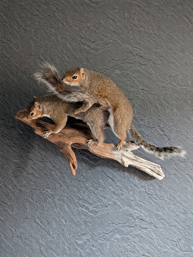 Taxidermy breeding squirrels - breeding,