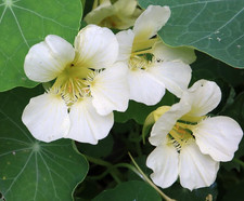 NASTURTIUMS 'Milkmaid' NEW FOR