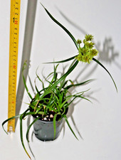 Umbrella Sedge Cyperus