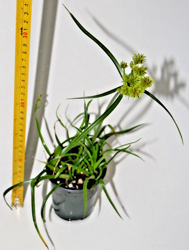 Umbrella sedge cyperus - sedge,