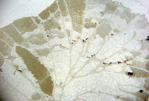 Devonian fossil thin - , section