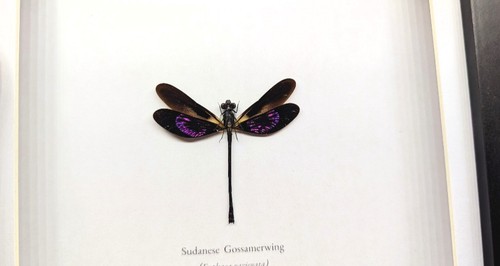 Sudanese gossamerwing - sudanese,