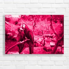 Blue gold macaw pink canvas - gold,
