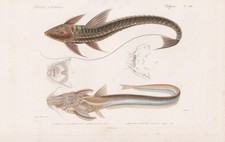 Wels Catfish Aspredo Engraving