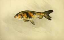 KINRANSHI RYUKIN RANCHU CROSS FANCY GOLDFISH ~ Old 1909 Art Print Engraving RARE