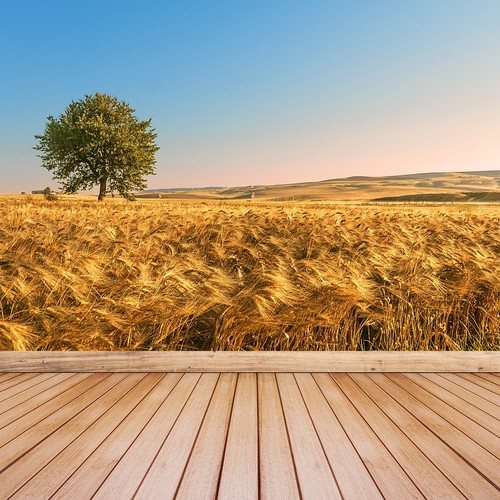 Tulup photo wallpaper - wallpaper, self