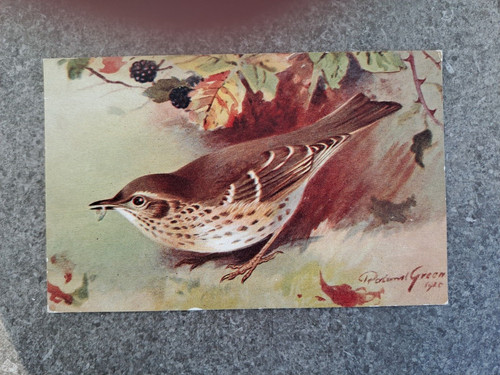 Song thrush 1925 roland green - thrush,