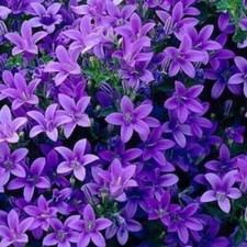Campanula Plug Plants Bellflower Purple Flowers Evergreen Perennial, Pack of 3