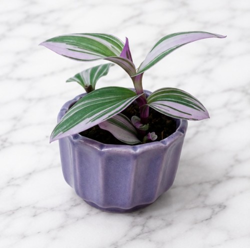 Tradescantia nanouk pink - tradescantia,