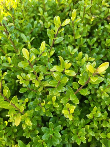 Ilex crenata luxus - 6, hedge