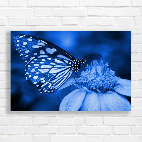 Blue butterfly fly morning - blue,