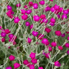 Lychnis Coronaria Rose Campion