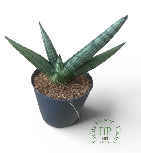 Sansevieria yaya snake plant - sansevieria, |