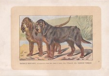 1896 OTTERHOUND DOG Print - Dog Wall Art Gift - Animal Lover - 10 x 7 Inches