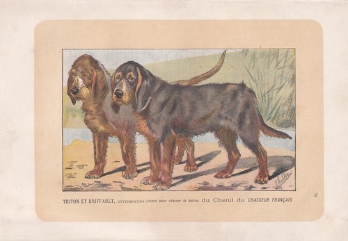 1896 otterhound dog - 1896,