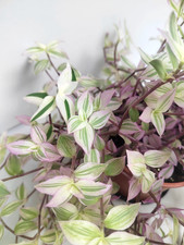 Callisia Repens Big Leaf