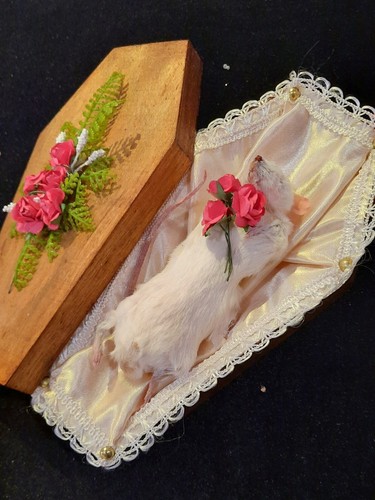 Taxidermy mouse wood coffin - taxidermy, in