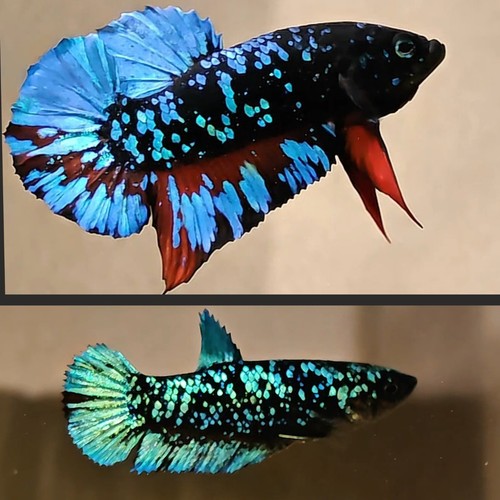 Avatar blackstar live - avatar, betta