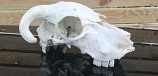 Fantastic Sheep Skull