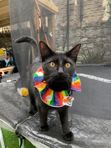 Protect birds stop cats - protect,