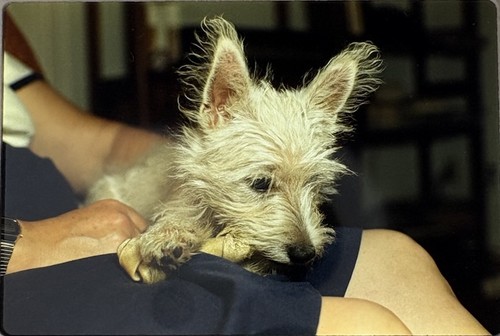 West highland white terrier - highland,