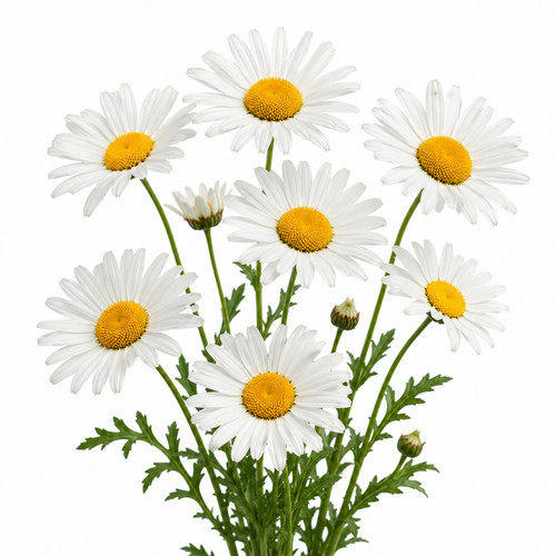 Eye daisy wildflower seeds - ox,