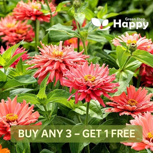 Zinnia senorita super - -,