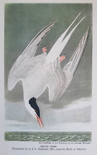 ARCTIC TERN - Audobon - Vintage Print