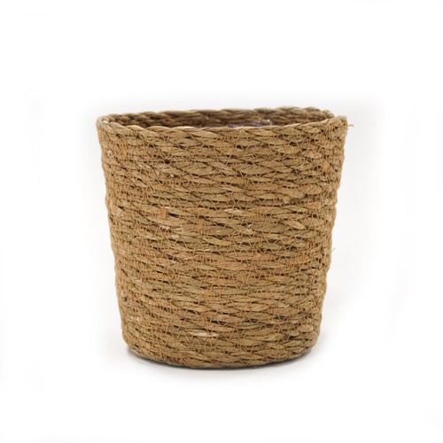 Charlies seagrass plant - charlies, pot