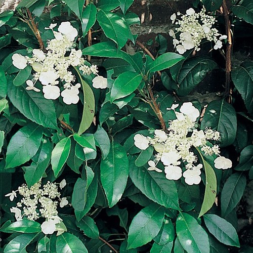 Hydrangea seemannii 9cm - hydrangea,