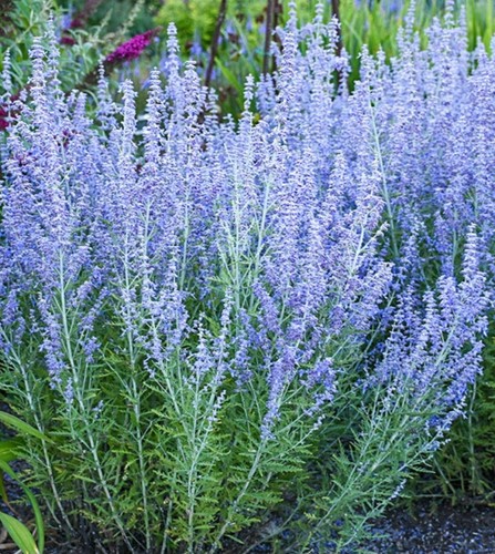 Russian sage plant - sage,