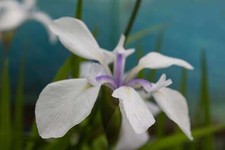 Iris laevigata snowdrift - iris,