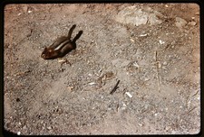 2x 35mm Slides – Chipmunk in