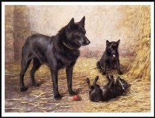 SCHIPPERKE MOTHER AND PUPPIES