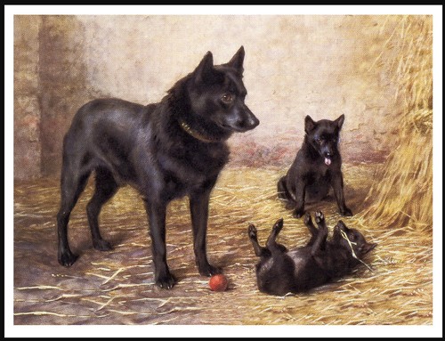 Schipperke mother and - schipperke,