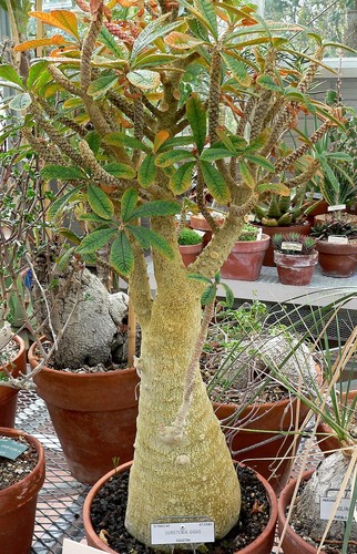 Dorstenia gigas seeds - 5x,