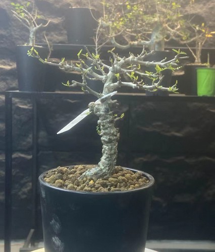 Rare live house plant - live,