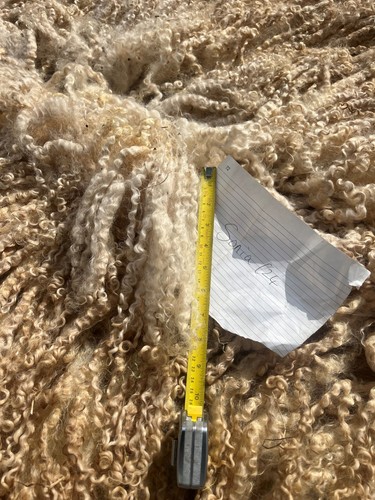 Raw sheep fleece curly lustre - ,