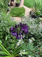 Agapanthus Black Jack - 10
