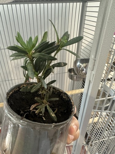Japanese buddhist pine - buddhist, bonsai