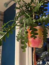 2 Fishbone Cactus Cutting. Freshly Cut Zig Zag - Fast Growing.