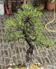 Japanese Black Pine Bonsai  Baby Tree (sale Is Picture 2.3.4.5)