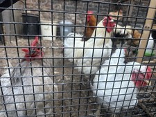  4 x FERTILE CHICKEN eggs4sale
