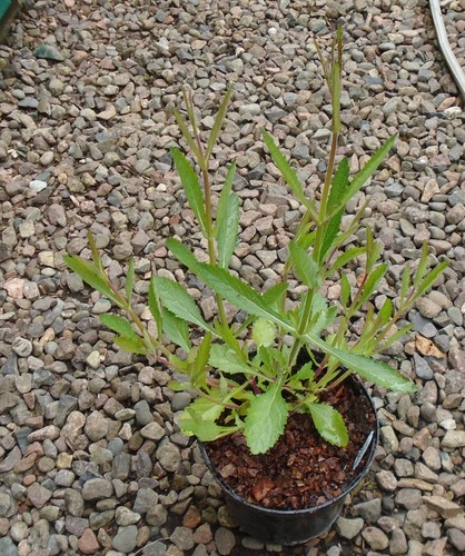 Verbena bonariensis potted - verbena,
