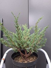 Large Juniperus Chinensis Blaauws bonsai tree raw material