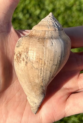 Sycostoma bulbus fossil - sycostoma,
