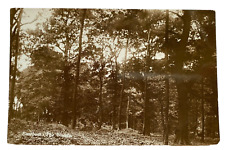 Eastham, The Woods  -  c1927