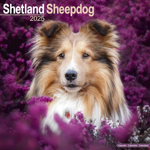 Shetland sheepdog 2025 square - shetland,