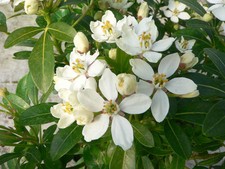 Choisya Ternata Mexican Orange